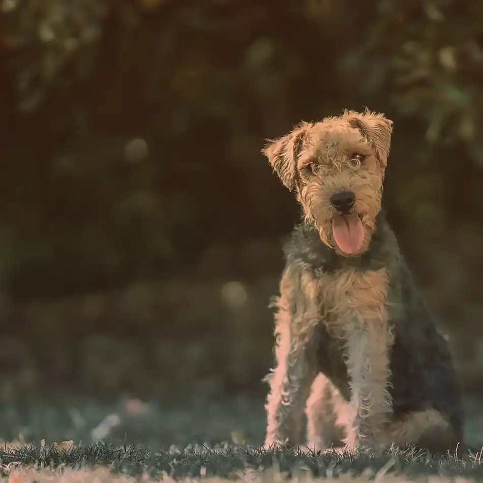 Take a Paws, Pooch Therapy